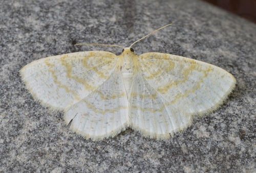 Yellow-dusted Cream Moth photo 2