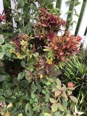 Rose rosette emaravirus