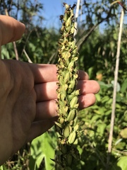 Platanthera huronensis