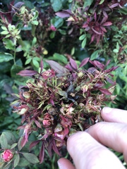 Rose rosette emaravirus