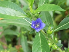 Hydrolea quadrivalvis