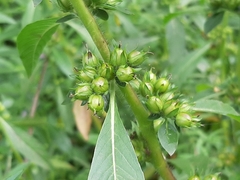 Hydrolea quadrivalvis