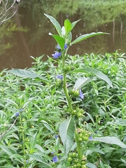 Hydrolea quadrivalvis