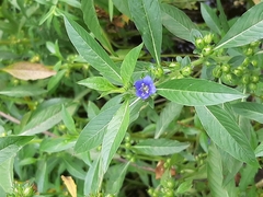 Hydrolea quadrivalvis