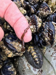 Nemalion elminthoides