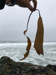 Laminariaceae
