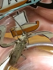 Brothylus gemmulatus