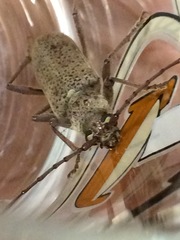 Brothylus gemmulatus