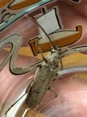 Brothylus gemmulatus