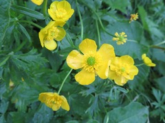 Ranunculus japonicus