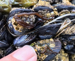 Nemalion elminthoides