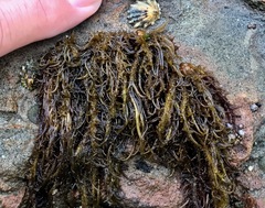 Cumagloia andersonii