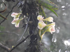 Rodriguezia granadensis