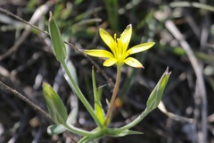 Gagea lutea