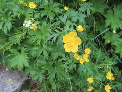 Ranunculus japonicus