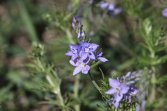Veronica multifida