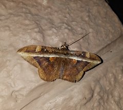 Hemeroblemma opigena