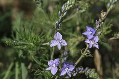 Veronica multifida