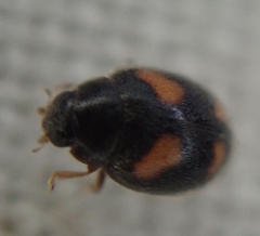 Nephus quadrimaculatus