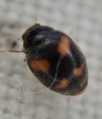 Nephus quadrimaculatus