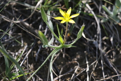 Gagea lutea