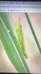 Leptysma marginicollis