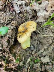 Russula pulverulenta
