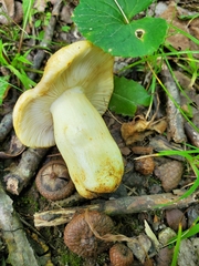Russula pulverulenta