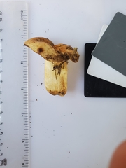 Russula pulverulenta