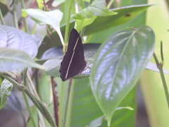 Parataygetis lineata