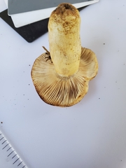 Russula pulverulenta