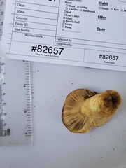Russula pulverulenta