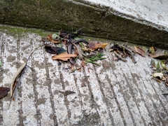 Scincella gemmingeri