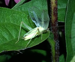 Oecanthus varicornis