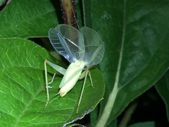 Oecanthus varicornis