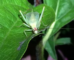 Oecanthus varicornis
