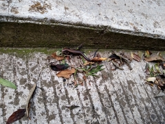 Scincella gemmingeri