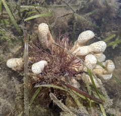 Eudistoma elongatum