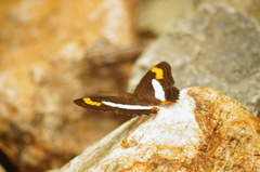 Adelpha pithys