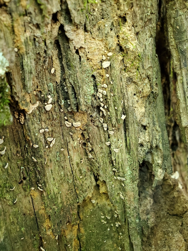 ceramic parchment from Liberty Township, IN, USA on August 15, 2020 at