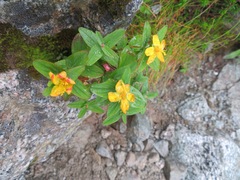 Hypericum kamtschaticum