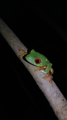 Agalychnis taylori