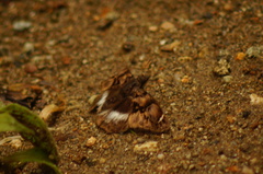 Noctuana lactifera