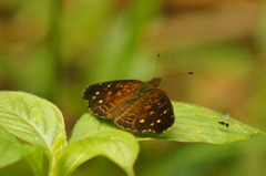 Anthanassa atronia