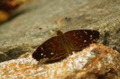 Anthanassa atronia