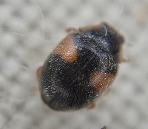 Red-flanked Scymnus, photo 4 of 10
