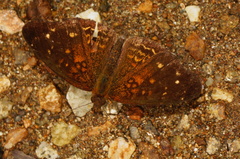 Anthanassa atronia