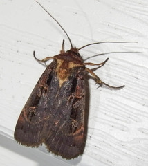 Pseudohermonassa tenuicula