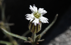 Silene sargentii