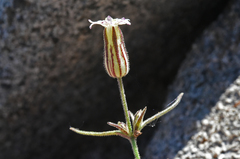 Silene sargentii